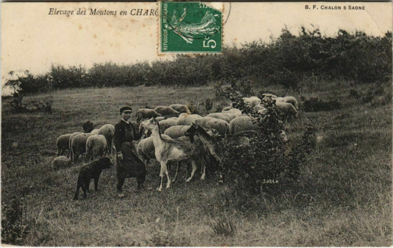 Carte postale ancienne Elevage des Moutons France