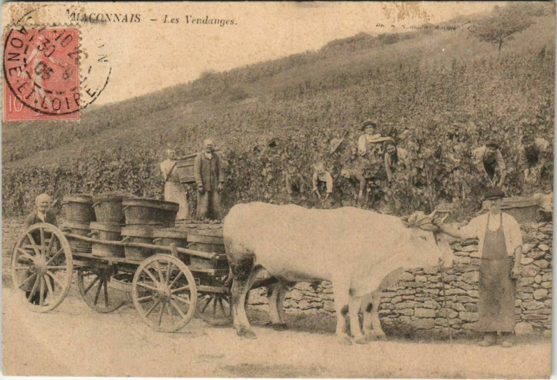 Carte postale ancienne Maconnais Les Vendanges