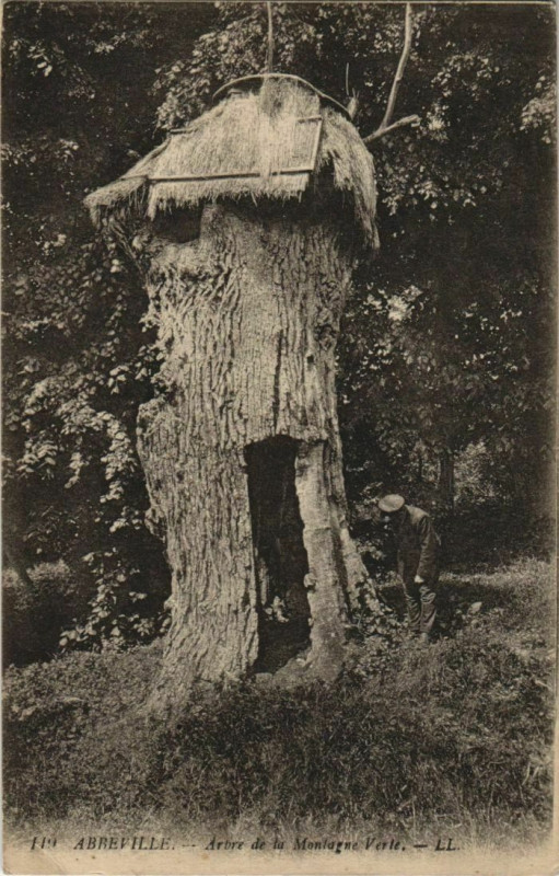 Carte postale ancienne Abbeville Arbre de la Montagne Verte à Abbeville