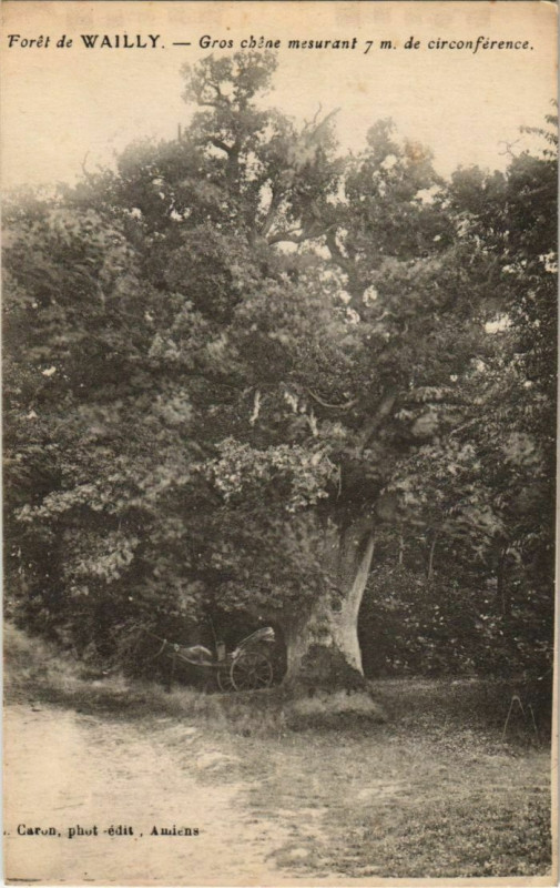 Carte postale ancienne Foret de Wailly Gros chene à Y