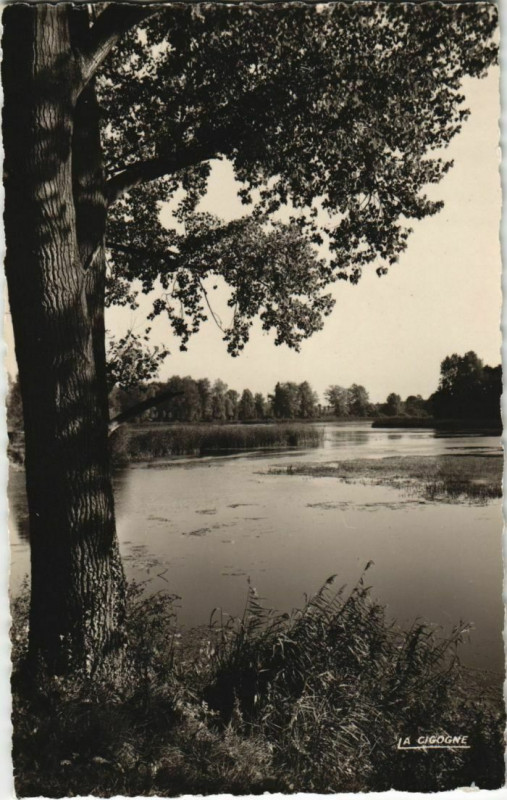 Carte postale ancienne Peronne Les Etangs à Péronne