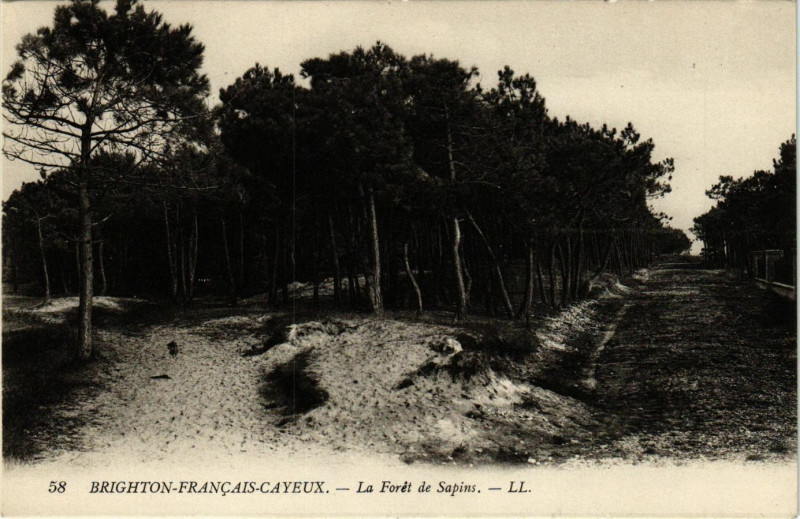 Carte postale ancienne Brighton-Francais-Cayeux - La Foret de Sapins à Y