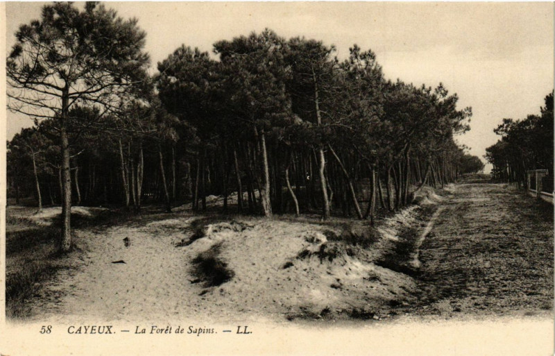 Carte postale ancienne Cayeux - La Foret de Sapins à Y