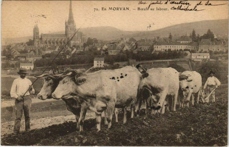 Carte postale ancienne En Morvan - Boeufs au Labour