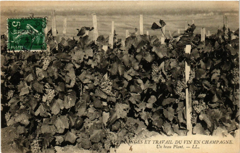 Carte postale ancienne Vendanges et Travail du Vn en Champagne - Un beau Plant