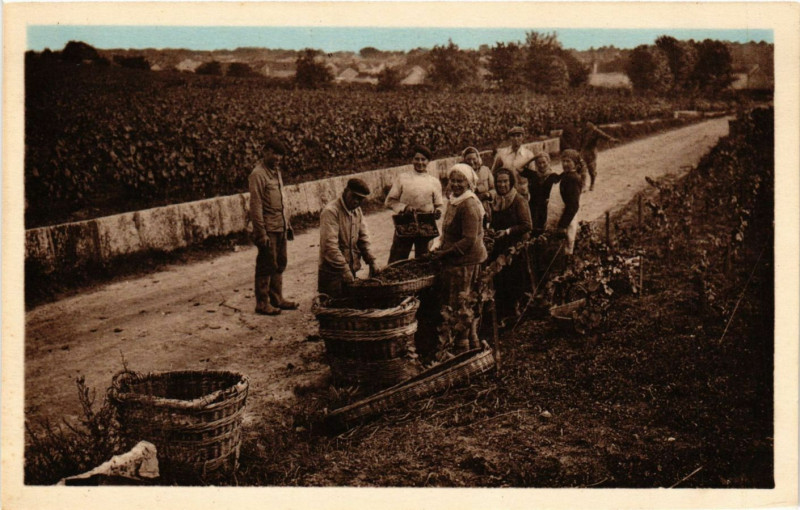 Carte postale ancienne Ay - Vendanges