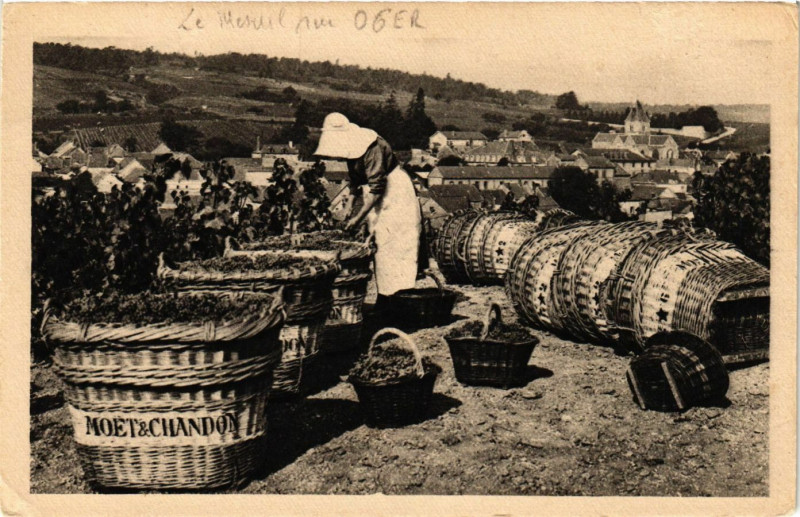 Carte postale ancienne Scene de vendange a Le Mesnil-sur-Oger au Mesnil-sur-Oger