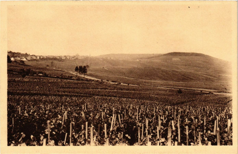 Carte postale ancienne Collection Champagne Pommery et Greno Reims Vignoble de Cramant à Reims