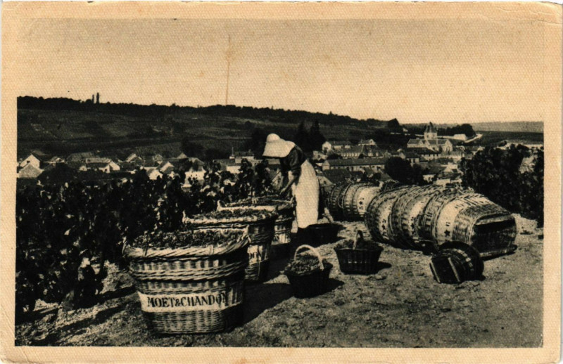 Carte postale ancienne Scene de vendange a Le Mesnil-sur-Oger au Mesnil-sur-Oger