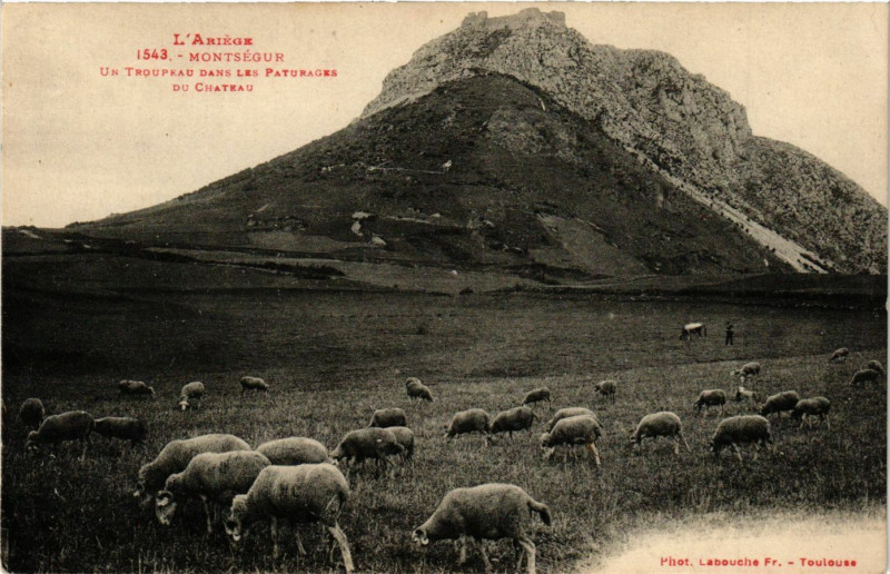 Carte postale ancienne L'Ariege - Montségur - Un Troupeau dans les Paturages du Chateau à Montségur