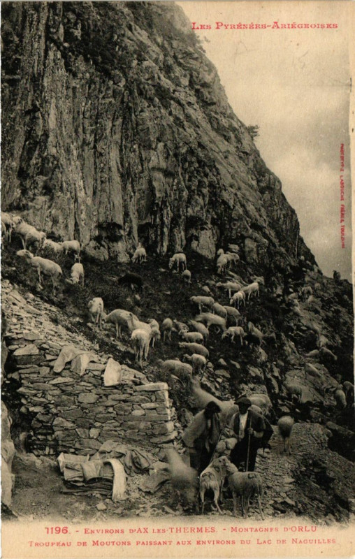 Carte postale ancienne Environs d'Ax-les-Thermes - Montagnes d'Orlu - Troupeau de Moutons à Ax-les-Thermes