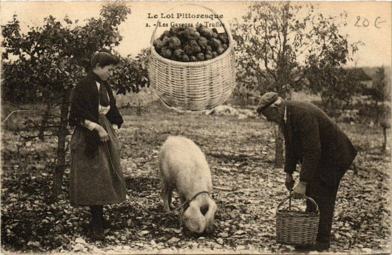 Carte postale ancienne Les Gaveurs de Truffes