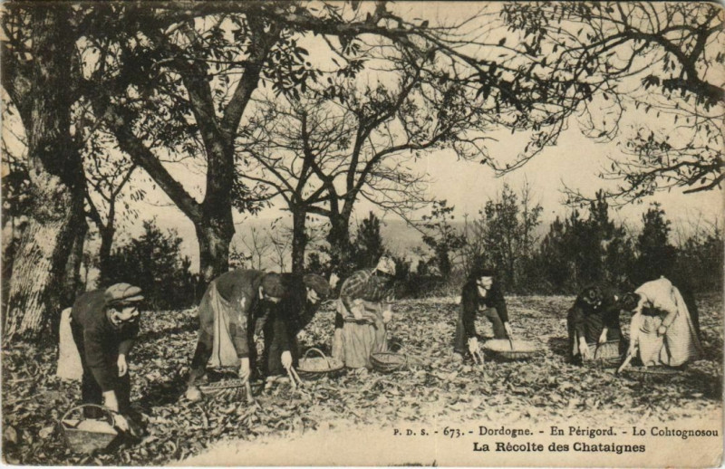 Carte postale ancienne En Périgord Récolte des Chataignes
