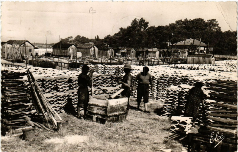 Carte postale ancienne Bassin d'Arcachon - Travaux Ostreicoles - Le Chaulage des à Arcachon