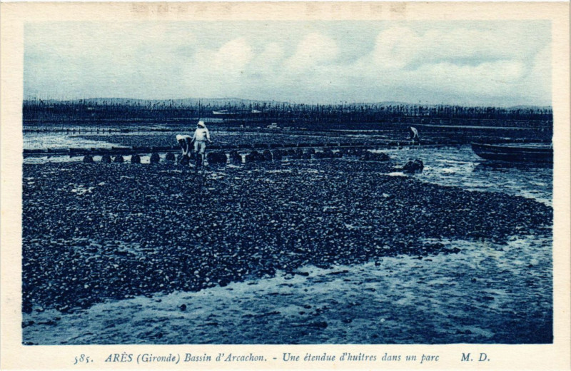 Carte postale ancienne Ares Bassin d'Arcachon - Une etendue d'huitres dans un à Arès