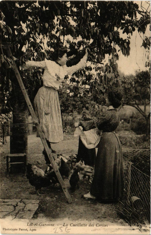Carte postale ancienne Le Cueillette des Cerises