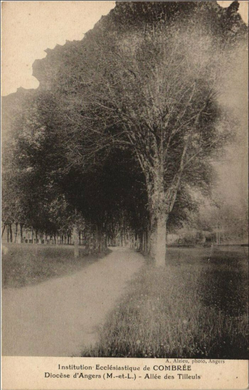 Carte postale ancienne Combree Diocese d'Angers Allee des Tielluls à Angers