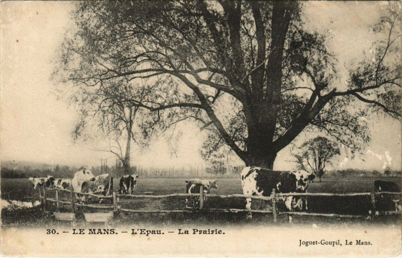 Carte postale ancienne Le Mans Epau La Prairie au Mans
