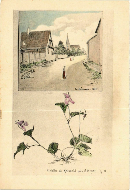 Carte postale ancienne Viollles du Kritzwald pres Saverne