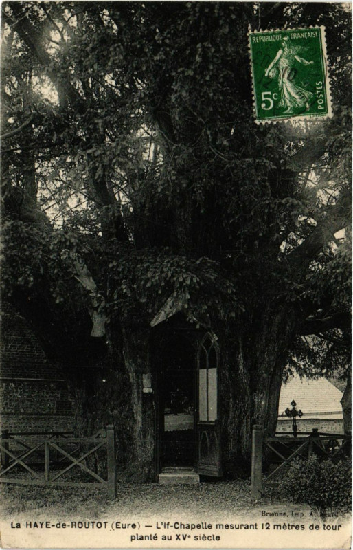 Carte postale ancienne La Haye-de-Routot - L'if-Chapelle mesurant 12 metres de tour à La Haye-de-Routot