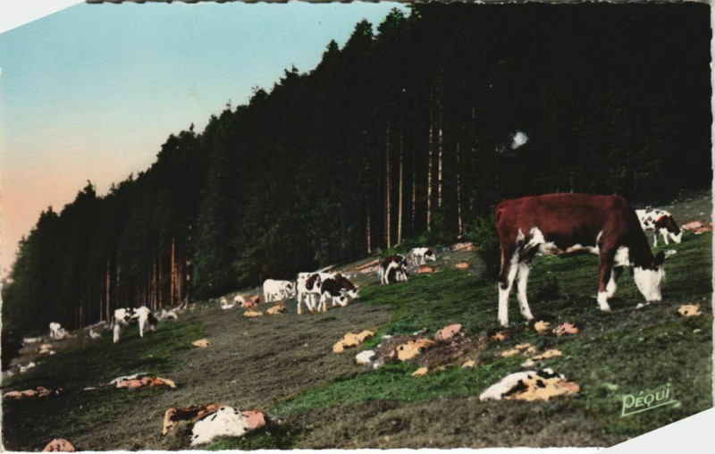Carte postale ancienne Paturage du Haut-Doubs à Doubs
