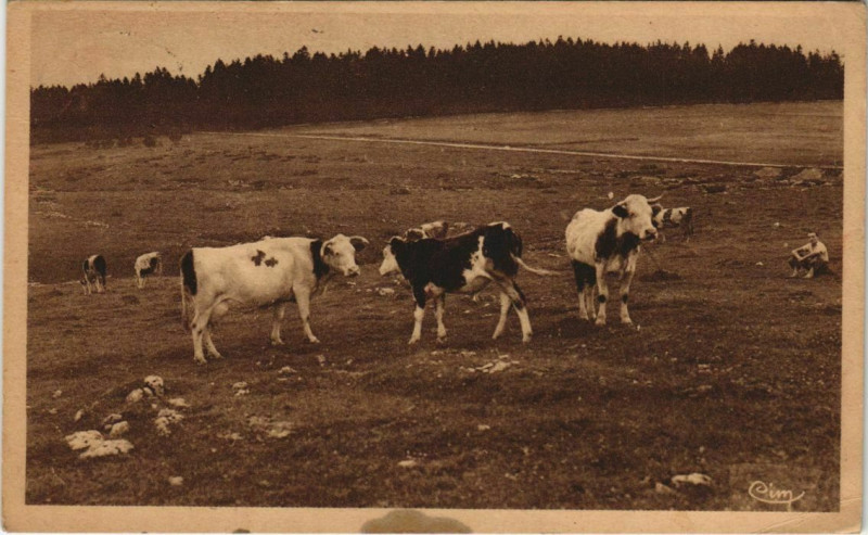 Carte postale ancienne Gilley Ses Paturages à Gilley