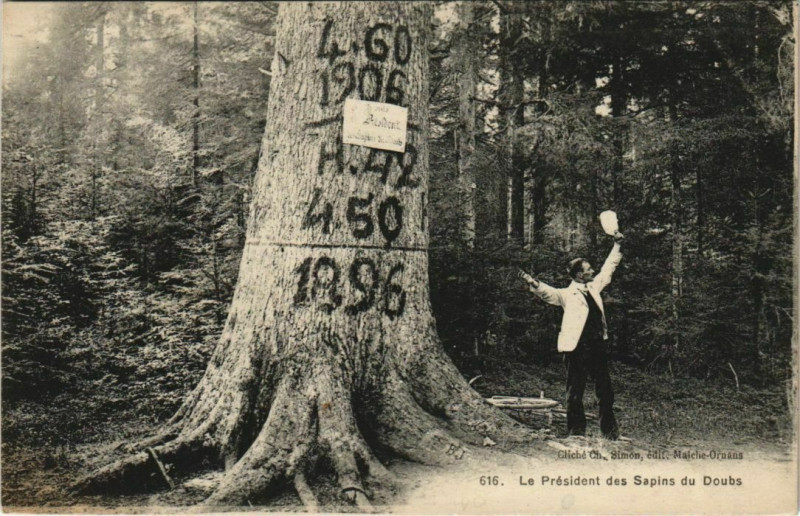 Carte postale ancienne Les President des Sapins du Doubs à Doubs