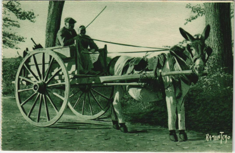 Carte postale ancienne Ile de Re L'Ane en Culotte
