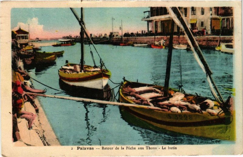 Carte postale ancienne Palavas-les-Flots Retour de la Peche aux Thons Le butin à Palavas-les-Flots