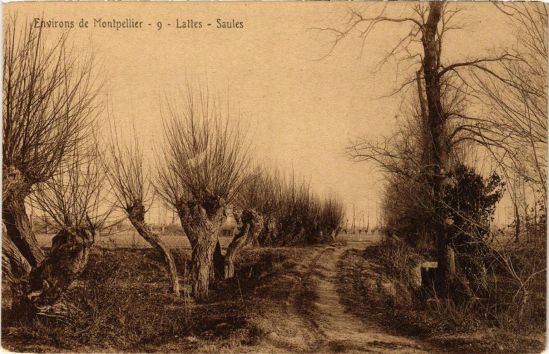 Carte postale ancienne Env. de Montpellier Lattes Saules à Montpellier