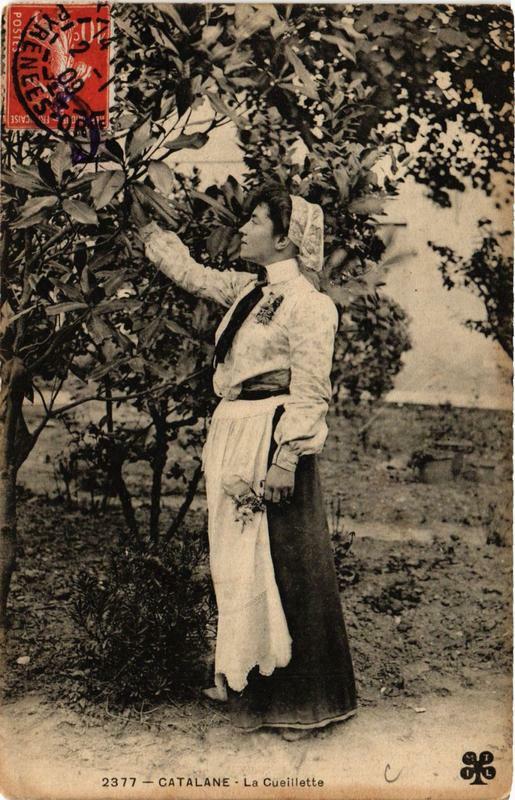 Carte postale ancienne Catalane-La Cueillette