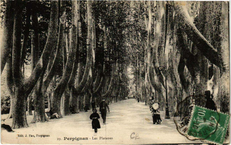 Carte postale ancienne Perpignan Les Platanes à Perpignan