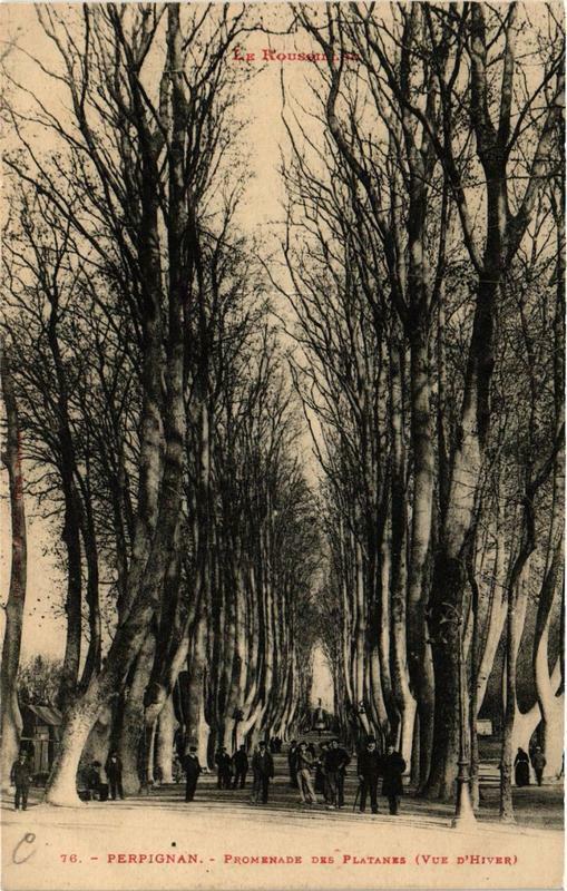 Carte postale ancienne Perpignan Promenade des Platanes à Perpignan