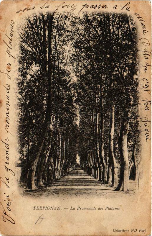 Carte postale ancienne Perpignan La Promenade des Platanes à Perpignan