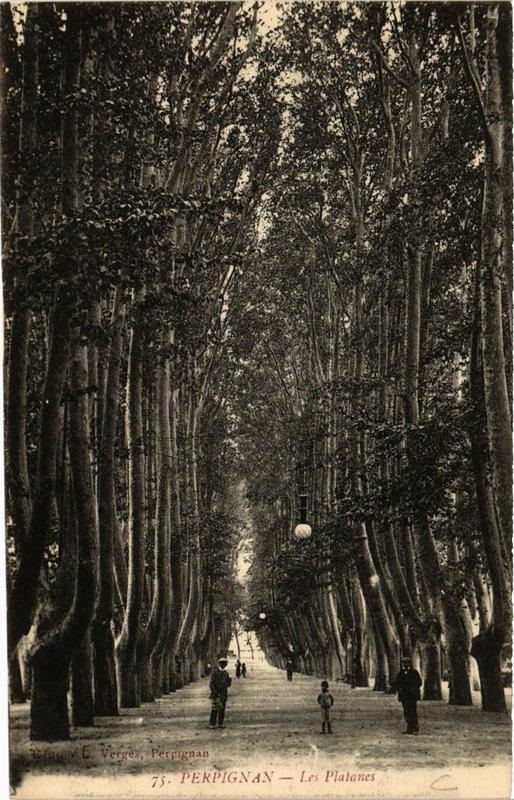 Carte postale ancienne Perpignan Les Platanes à Perpignan