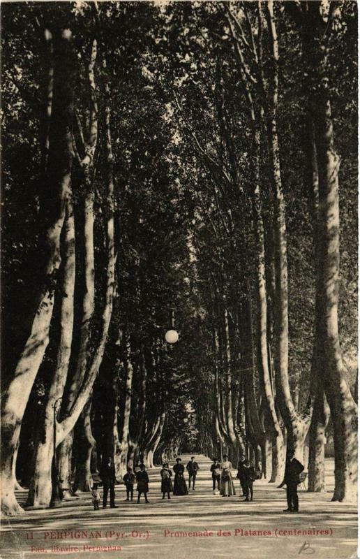 Carte postale ancienne Perpignan Promenade des Platanes à Perpignan