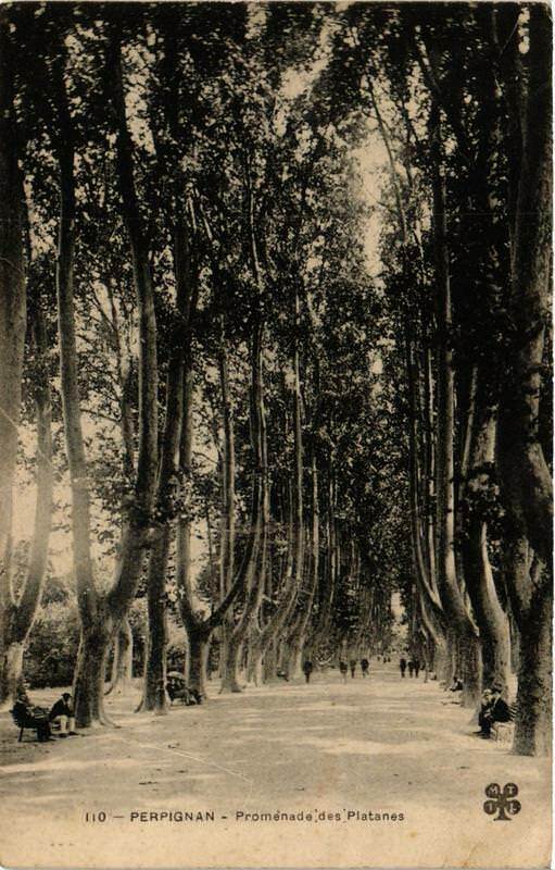 Carte postale ancienne Perpignan Promenade des Platanes à Perpignan