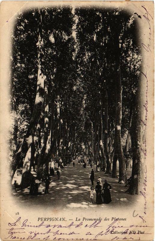Carte postale ancienne Perpignan La Promenade des Platanes à Perpignan