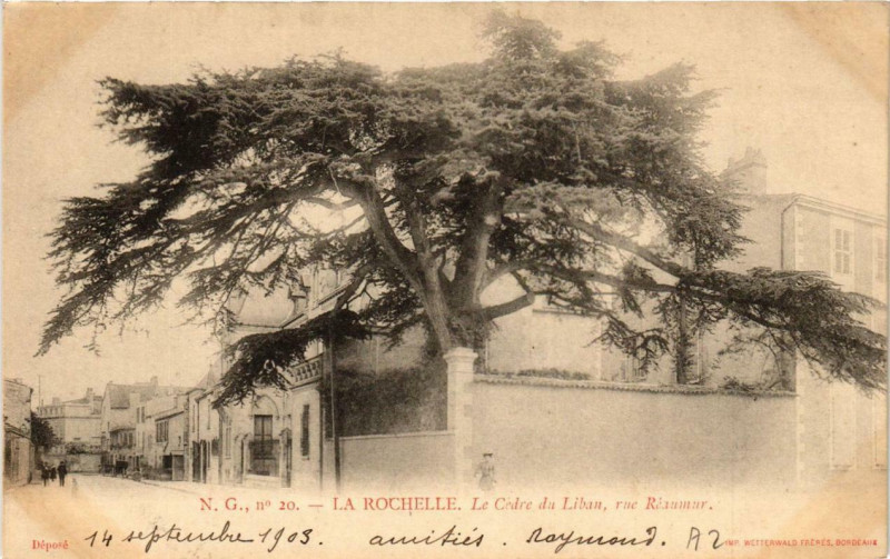 Carte postale ancienne La Rochelle Le Cedre du Liban rue Réaumar à La Rochelle
