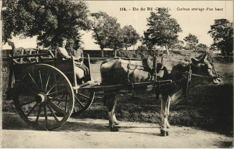Carte postale ancienne Ile-de-Re Curiex attelage d'un boeuf