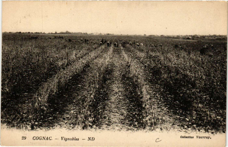 Carte postale ancienne Cognac - Vignobles à Cognac