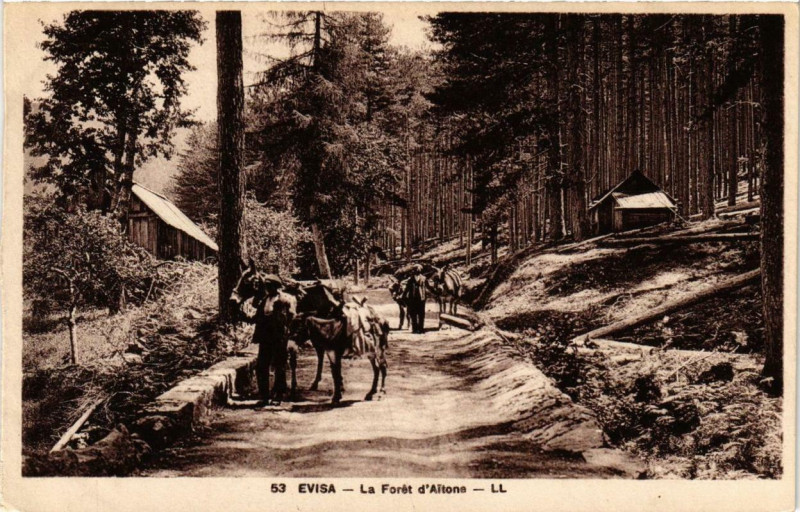 Carte postale ancienne Corse Evisa - Le Foret d'Aitone à Évisa