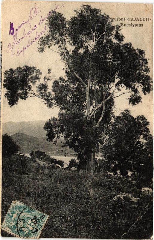 Carte postale ancienne Corse - Env. d'Ajaccio. Eucalyptus à Ajaccio