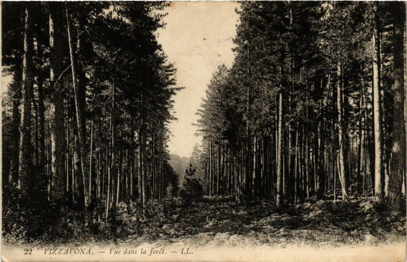 Carte postale ancienne Corse Vizzavona - Vue dans la Foret