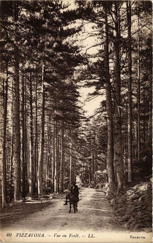 Carte postale ancienne Corse Vizzavona - Vue en Foret