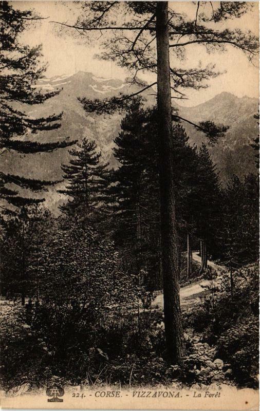 Carte postale ancienne Corse Vizzavona - La Foret