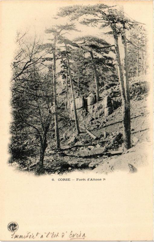 Carte postale ancienne Corse Foret d'Aitone