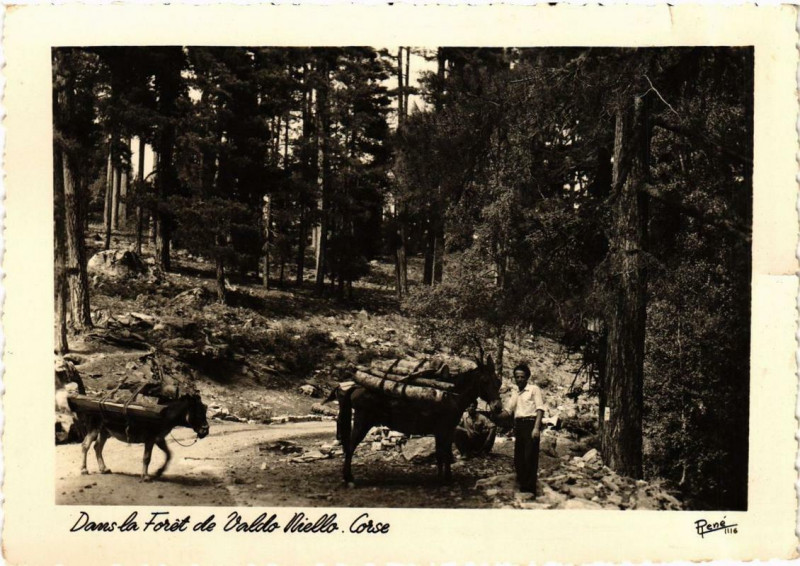 Carte postale ancienne Corse Dans Foret de Valdo Niello