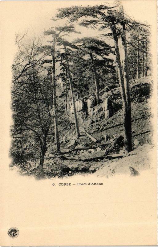 Carte postale ancienne Corse Foret d'Aitone