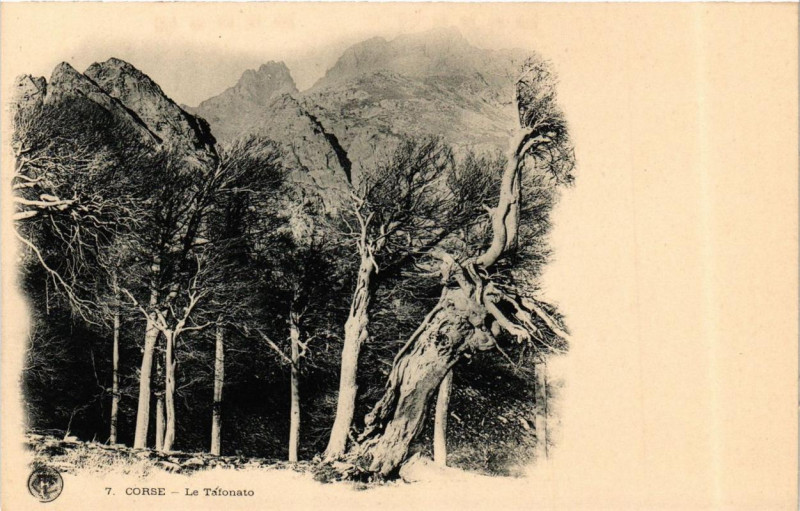 Carte postale ancienne Corse - Le Tafonato